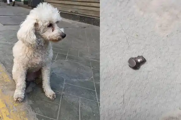 Más denuncias: un caniche apareció con una herida por disparo en barrio Antártida