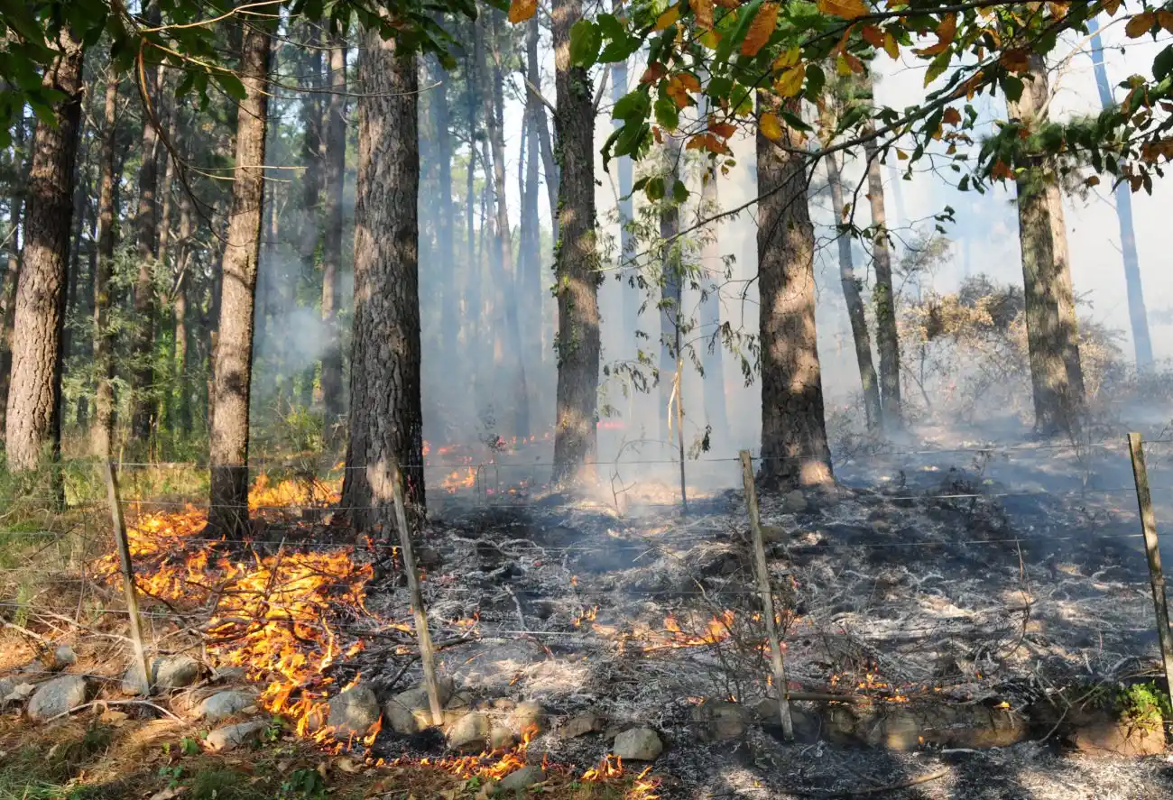 “Caminos e incendios son la avanzada del negocio inmobiliario”