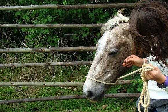 Una mujer murió por encefalitis equina  y ya son dos las víctimas desde el inicio del brote