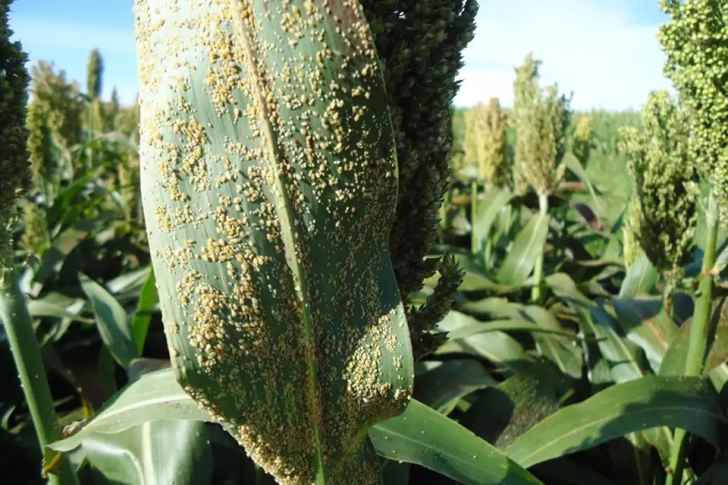 La falta de agua multiplicó los ataques de pulgón amarillo en los cultivos de sorgo entrerriano