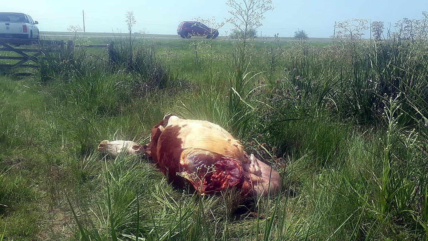 El flagelo de los cuatreros: perdió $150 mil por haber sufrido carneadas clandestinas