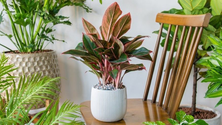 Aglaonema: la planta de interior ideal para quienes se olvidan de regar