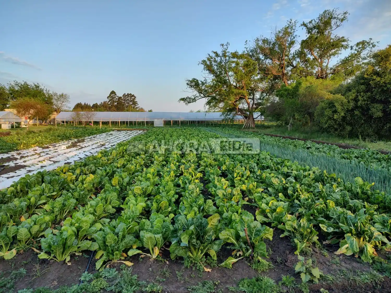Alimentos de producción local: una alternativa que involucra a la salud y al bolsillo
