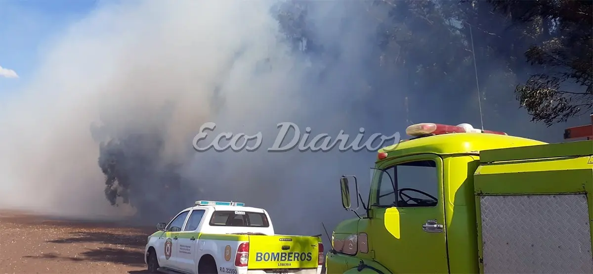 Bomberos combatieron el fuego en un monte de árboles