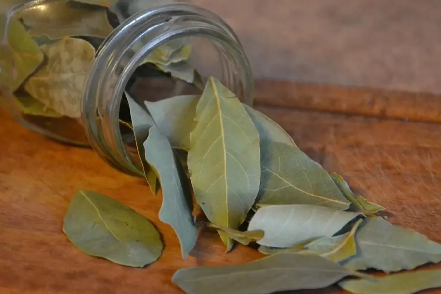 ¿Por qué colocar una hoja de laurel detrás de la puerta atrae buenas energías?