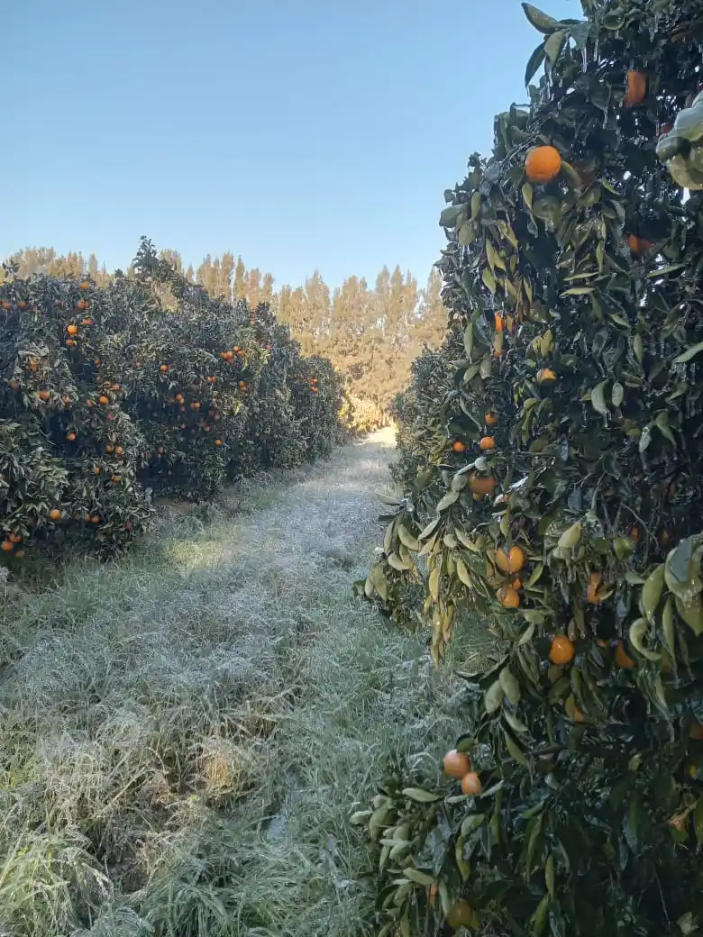 Helada sobre las naranjas