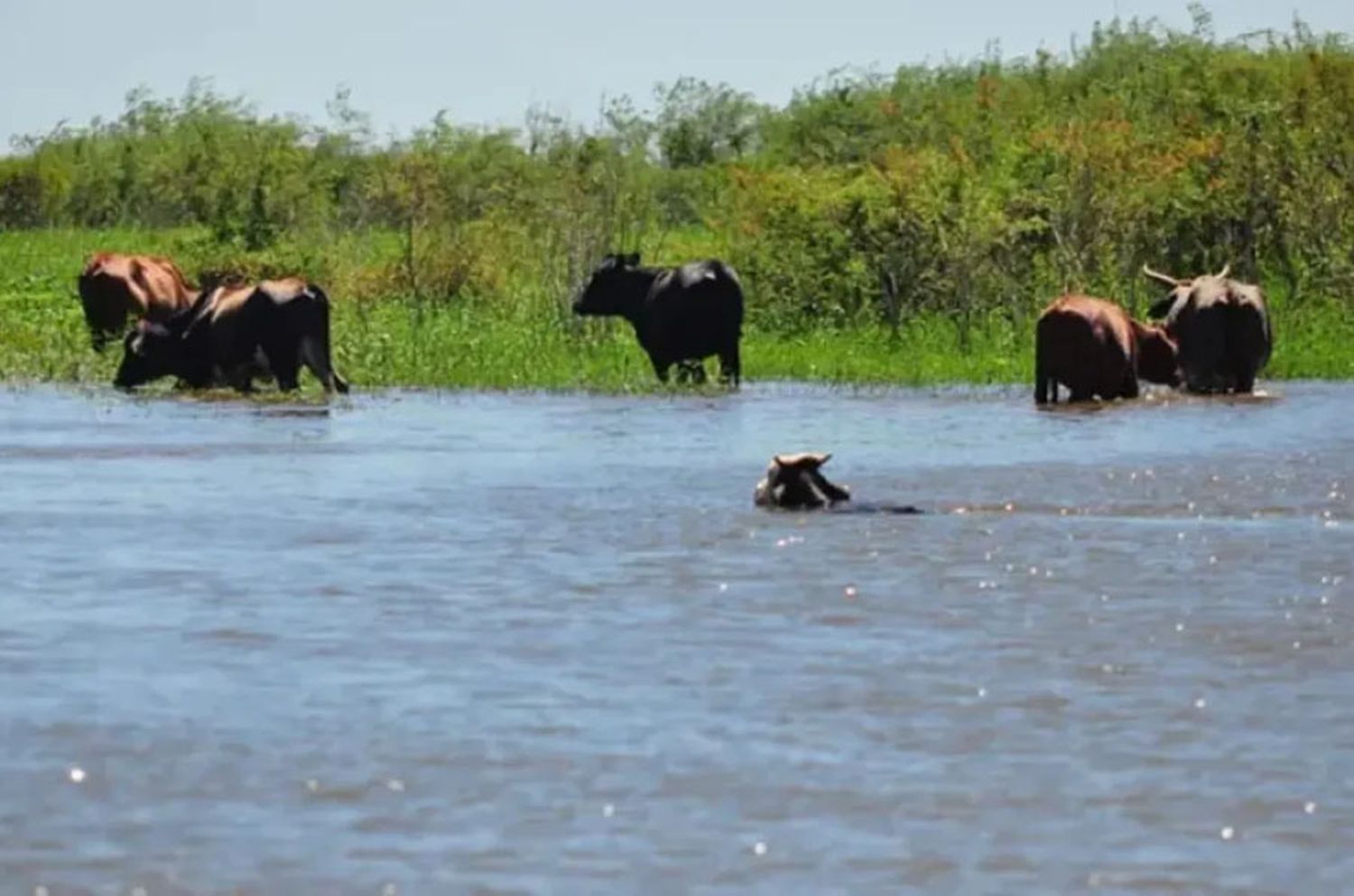 Falleció ahogado un peón rural mientras intentaba cruzar animales por el río