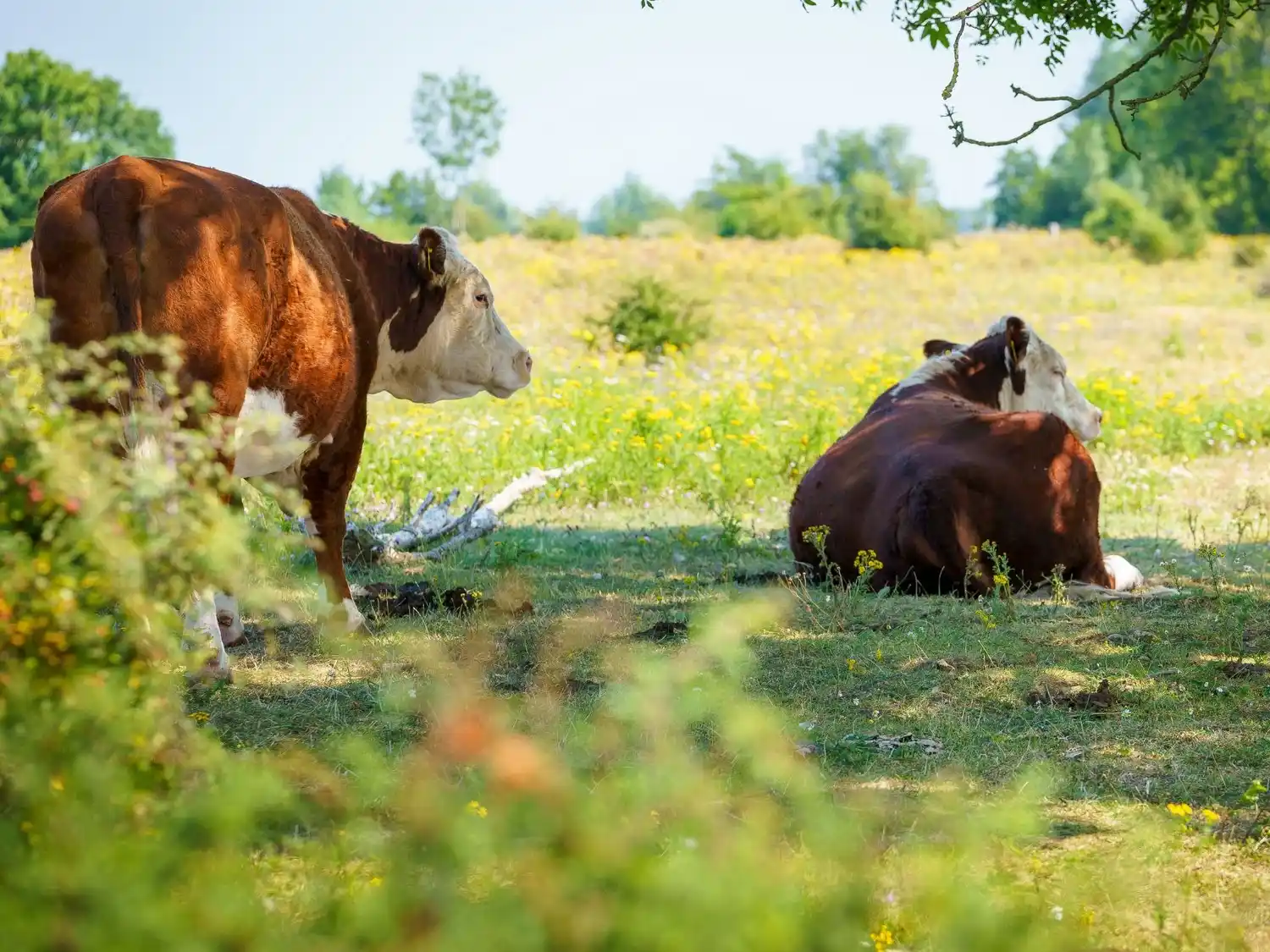 Nueva línea de créditos para fortalecer la ganadería entrerriana