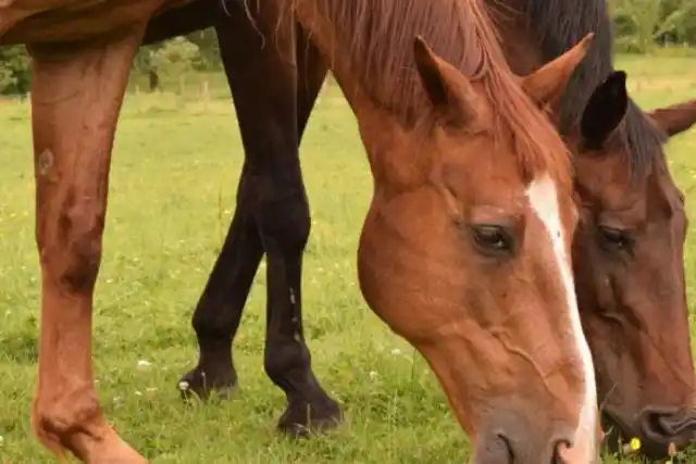 Medidas para evitar la dispersión de anemia infecciosa equina en Santa Fe
