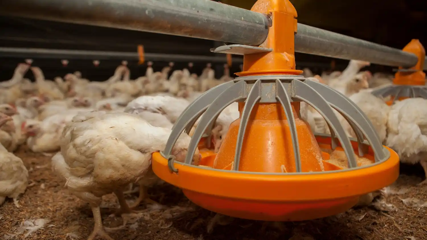 Invitan a productores avícolas a jornada virtual sobre Influenza Aviar