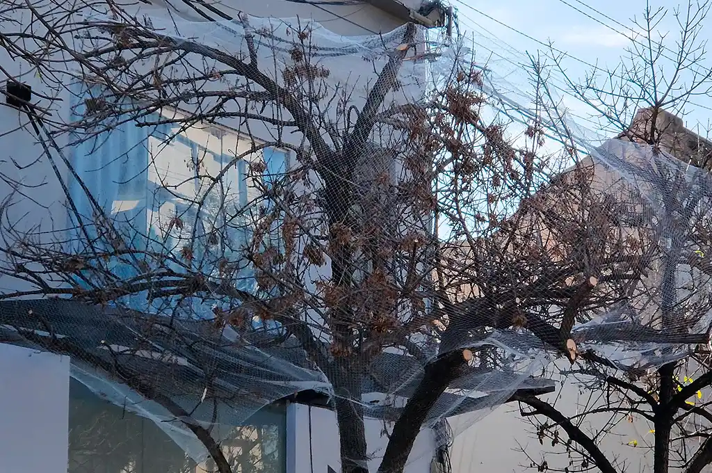 red pajaros negrucho arboles rafaela juan pablo aversa bv santa fe microcentro aves palomas - 3