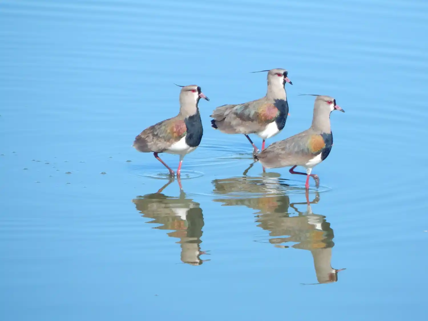 Se declaró de interés ambiental municipal la selección del “Ave Emblema de Chascomús”