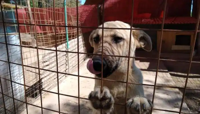 El Refugio San Pedro tiene en venta su rifa para el Día del Niño.