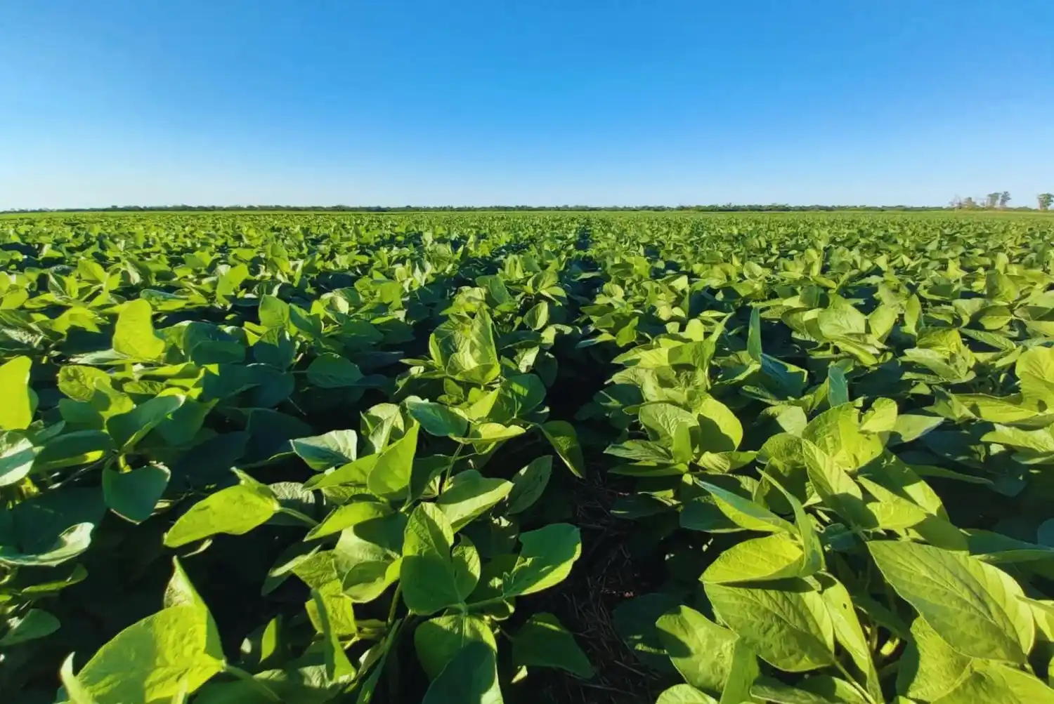 ¿Cómo es la calidad de la soja que se produce en esta región?