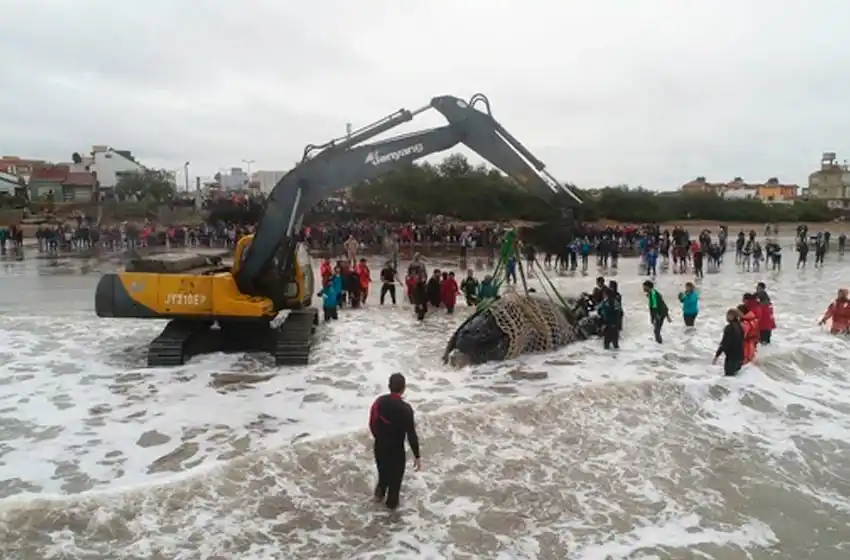 Luego de 28 horas de trabajo, liberaron a la ballena encallada en Mar del Tuyú