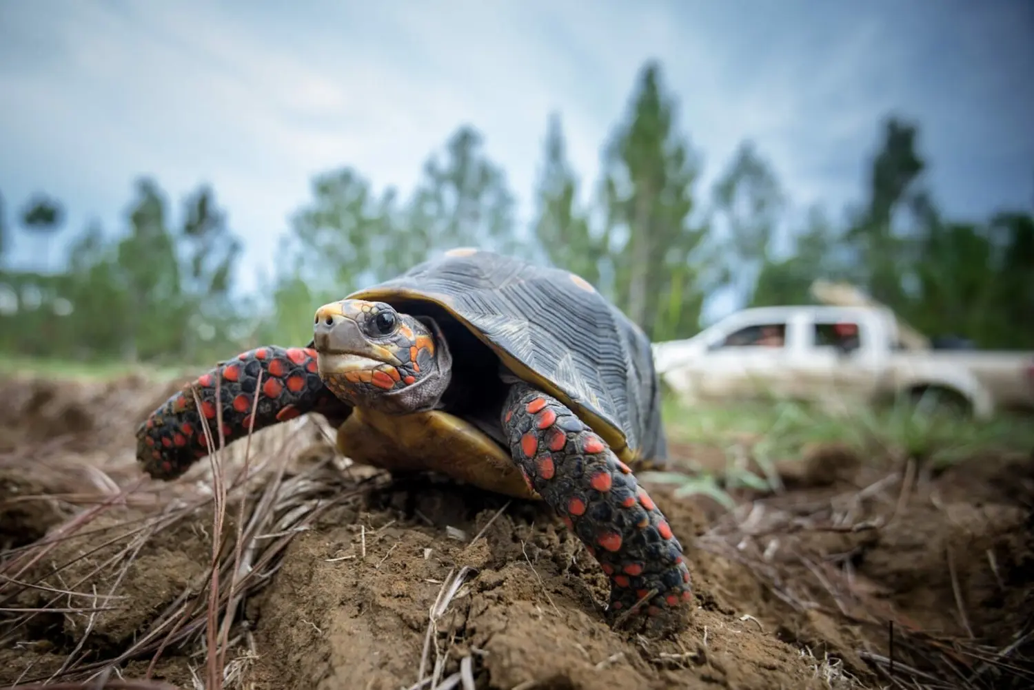Atropellaron a tortuga de gran tamaño, le quebraron el caparazón y no la ayudaron