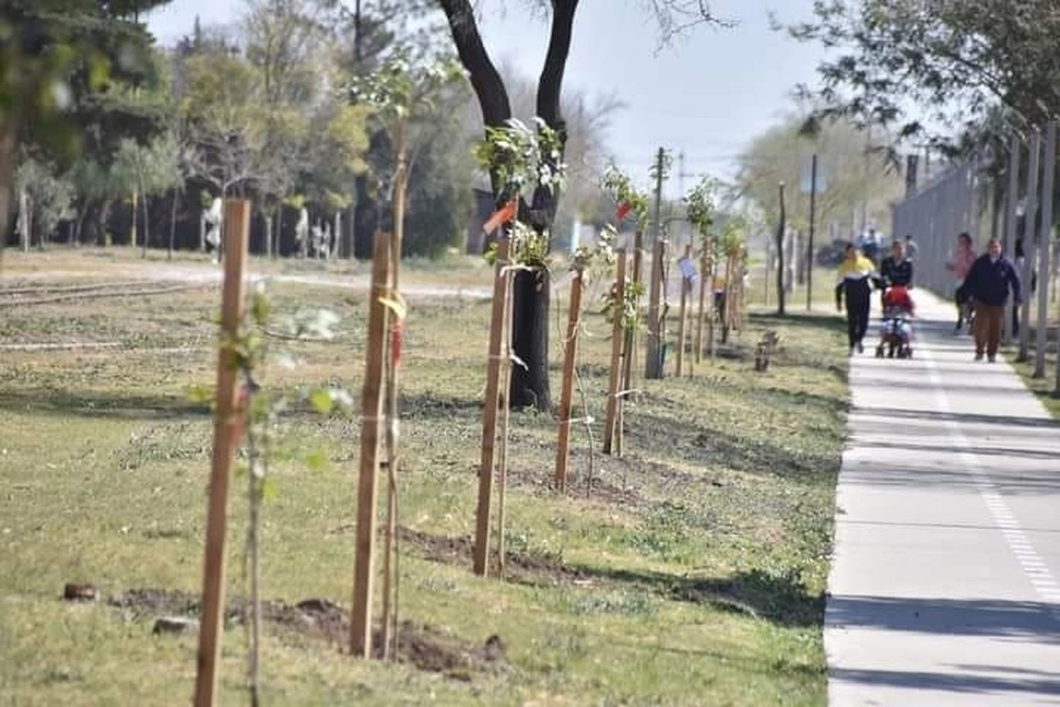 El municipio cerró el 2023 forestando un total de 435 ejemplares en la zona urbana.