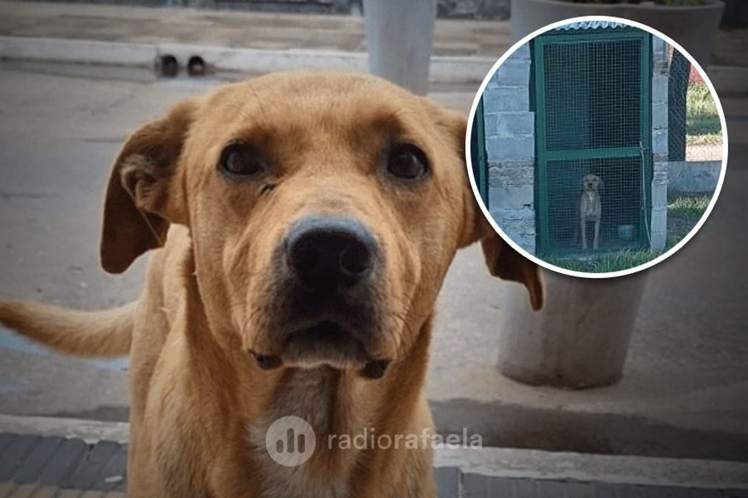 Final feliz: "Gringo" quedó en libertad y ya tiene hogar permanente