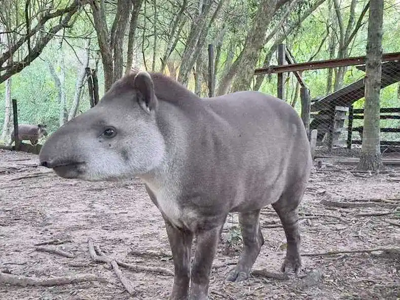 Exitosa liberación de Paz, un ejemplar hembra de tapir