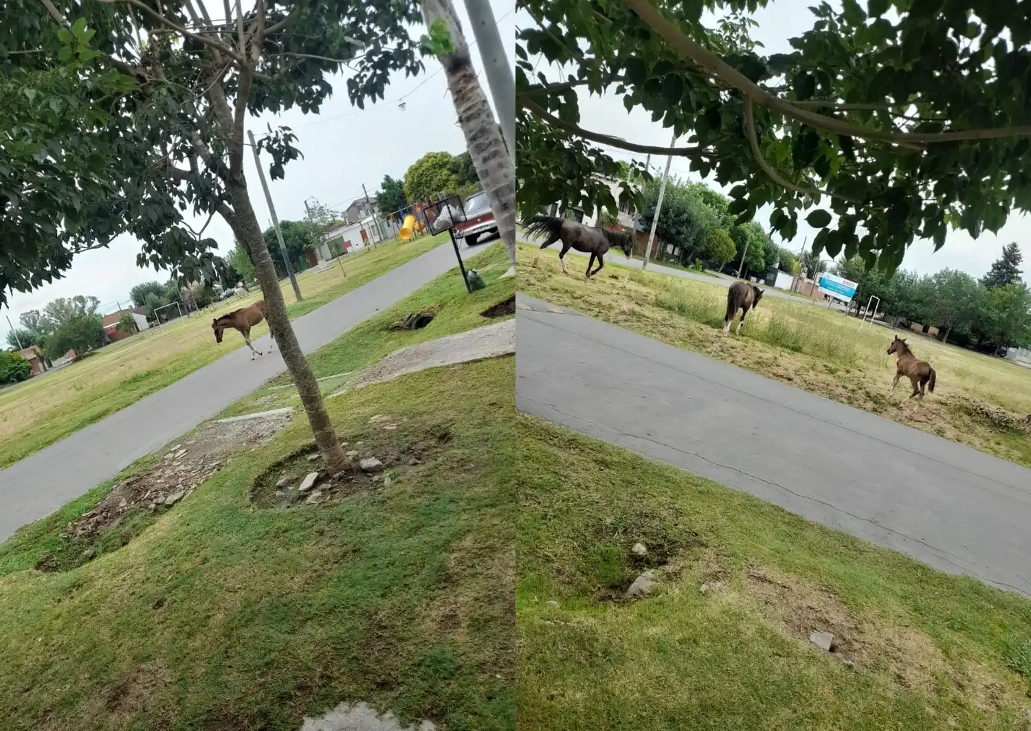 Caballos sueltos en Nieto de Torres y Las Provincias