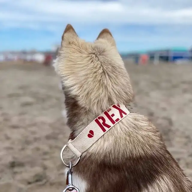 okidoggy - 1