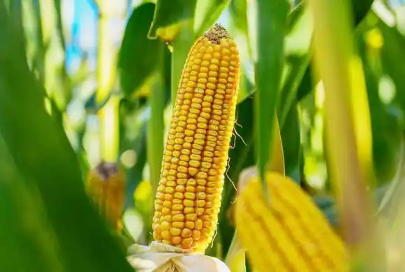 Con el frente climático despejado, dirigentes rurales esperan de Milei reglas claras y previsibles