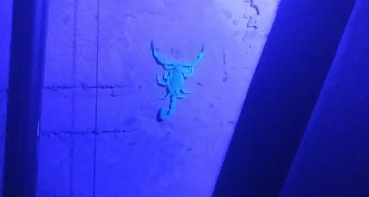 Encontraron dos nuevos alacranes venenosos y desalojarán la zona para fumigar