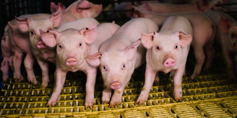 Productores porcinos piden ingresar al mercado y contar con una planta de faena