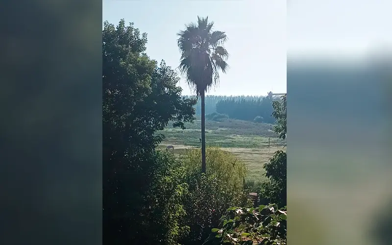 Piden fumigación en Bajo Cementerio