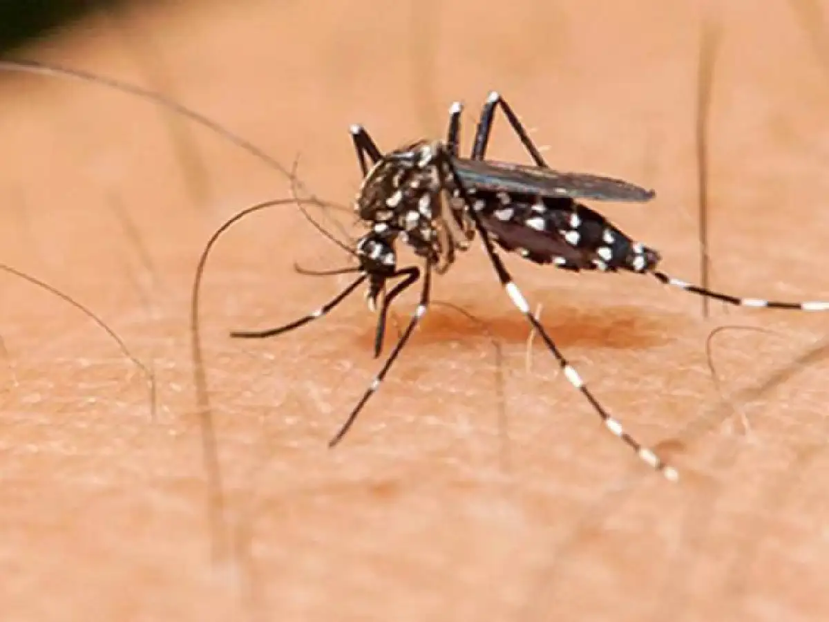 Investigan un caso sospecho de dengue en San Francisco