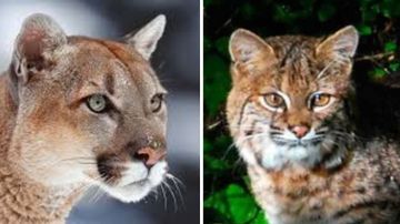Puma por gato: revuelo por la aparición de un felino de grandes proporciones en la zona rural