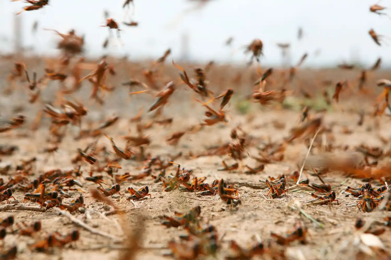 Langostas en ER: La manga se ralea y no está desovando