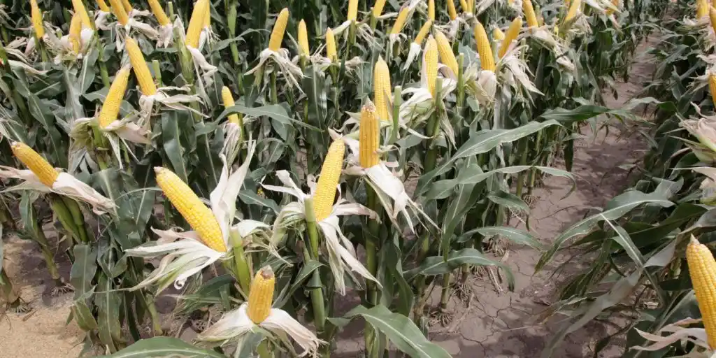 La campaña 2018/19 consolida su récord y la cosecha de maíz superará a la soja