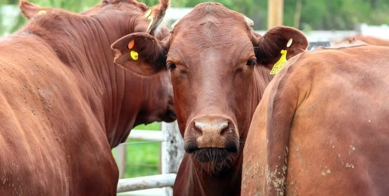 Advierten que inscribirse en VISEC CARNE será clave para garantizar la trazabilidad de los animales y evitar dificultades para comercializar carne en mercados internacionales.