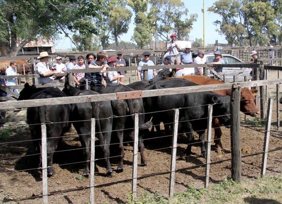Los Arzoz abren el año de ventas y le dan lugar a los ovinos
