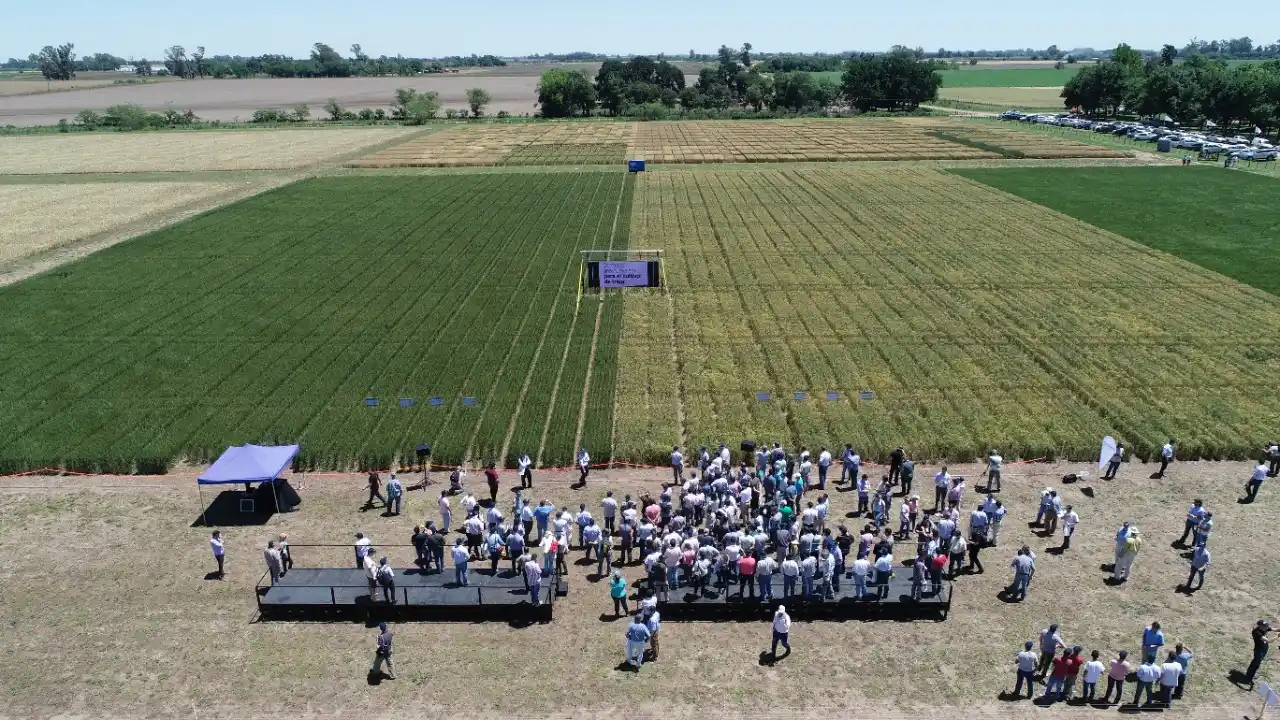 Brasil aprobó la tecnología HB4®️ para trigo
