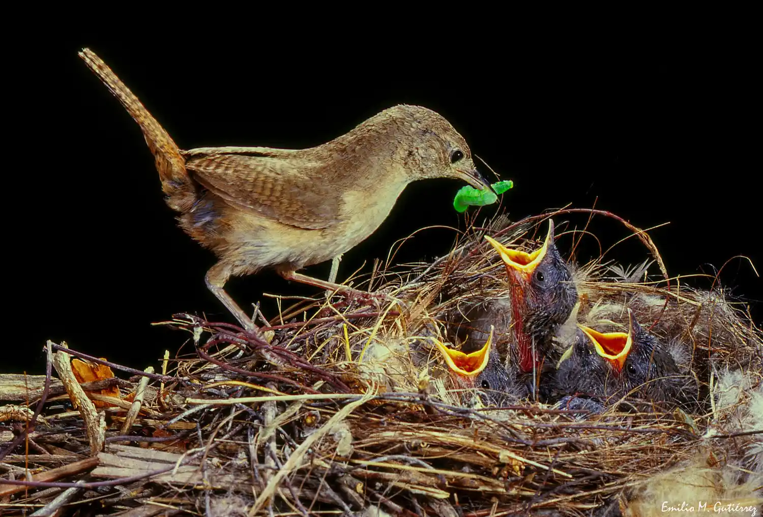 El fotógrafo chascomunense Emilio Mariano Gutiérrez fue reconocido por la plataforma internacional VIEWBUG