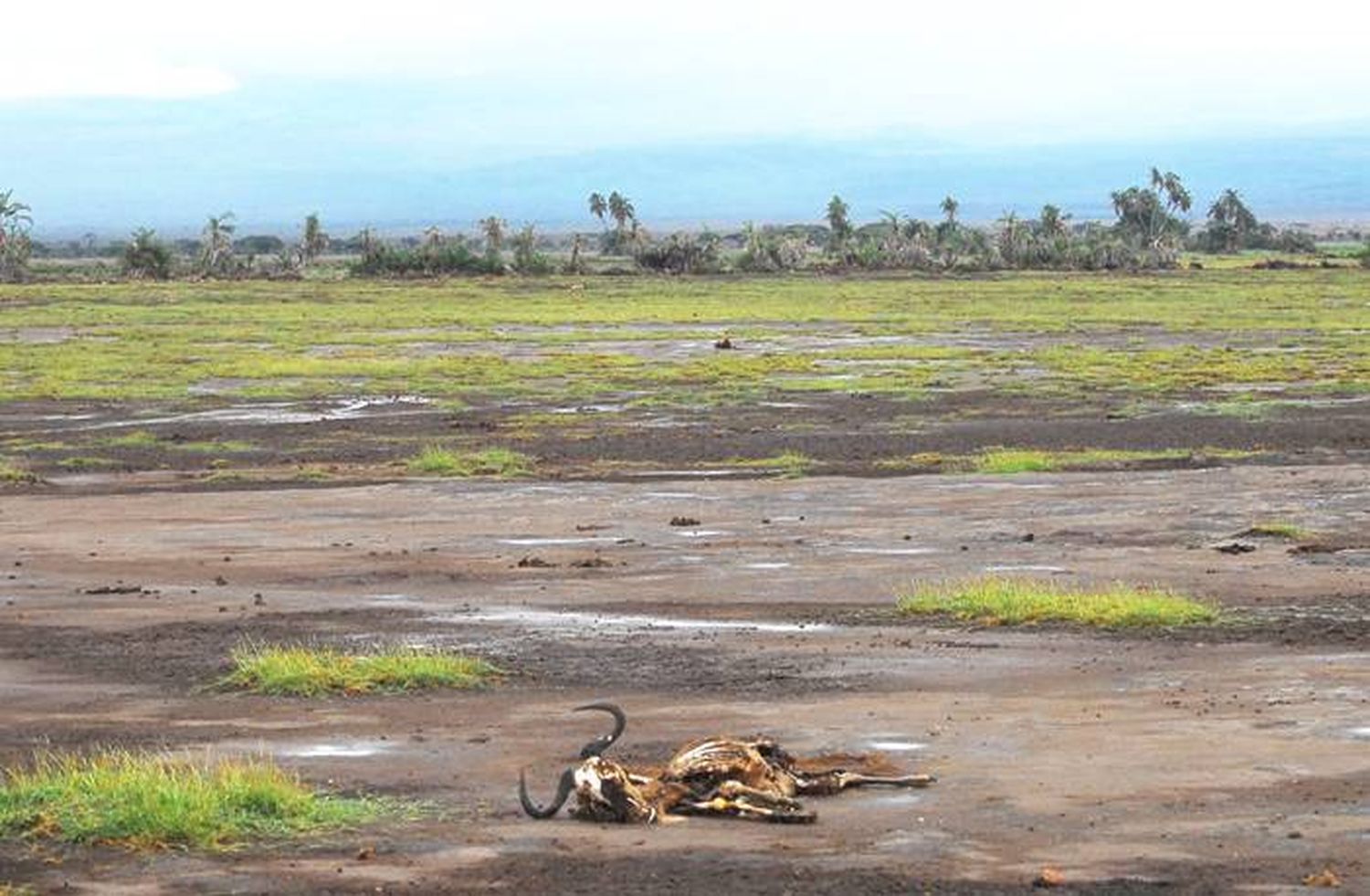 Expertos piden combatir conjuntamente las crisis medioambiental y climática