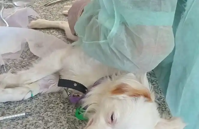 Foto: Municipalidad de Rufino.