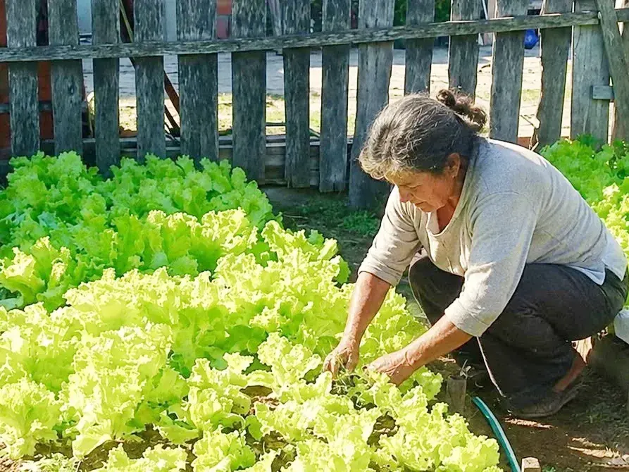 El programa huerta familiar acompaña a 500 familias en más de 20 barrios