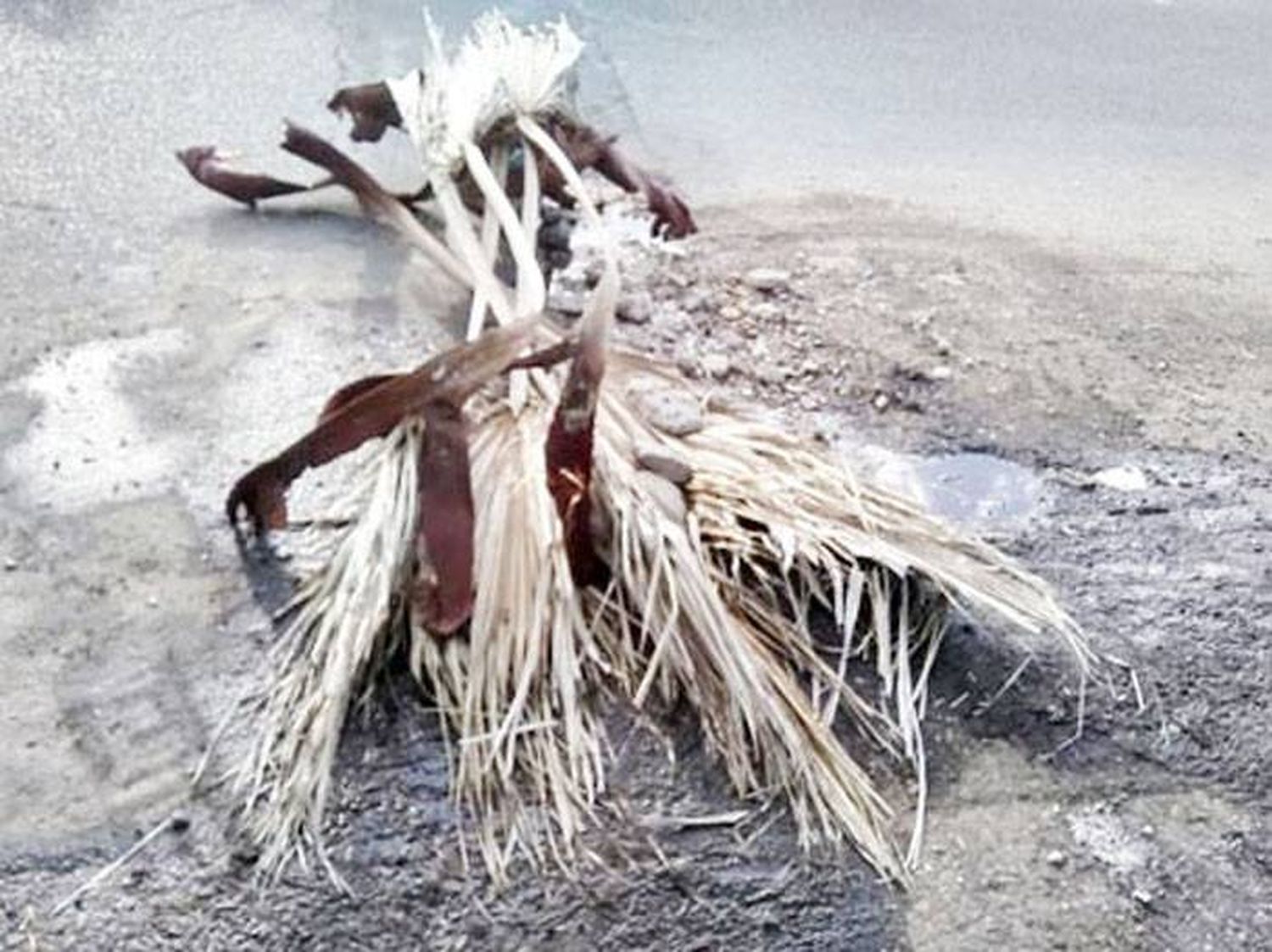 Vecinos reclaman por una pérdida de agua donde se formó un �Spozo pantano⬝