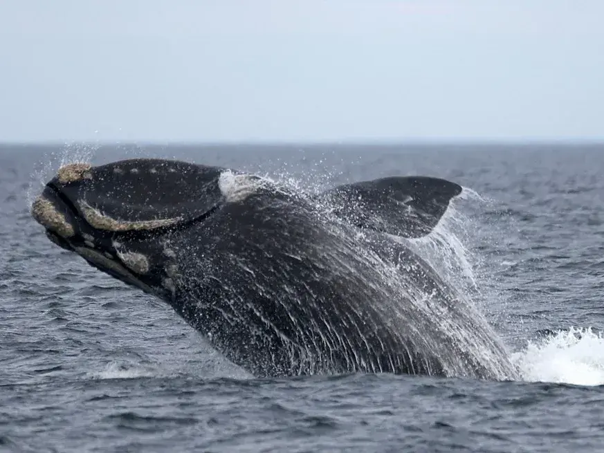 La temporada de avistaje y reproducción de la ballena franca austral en las aguas del Atlántico Sur atraviesa un momento crítico