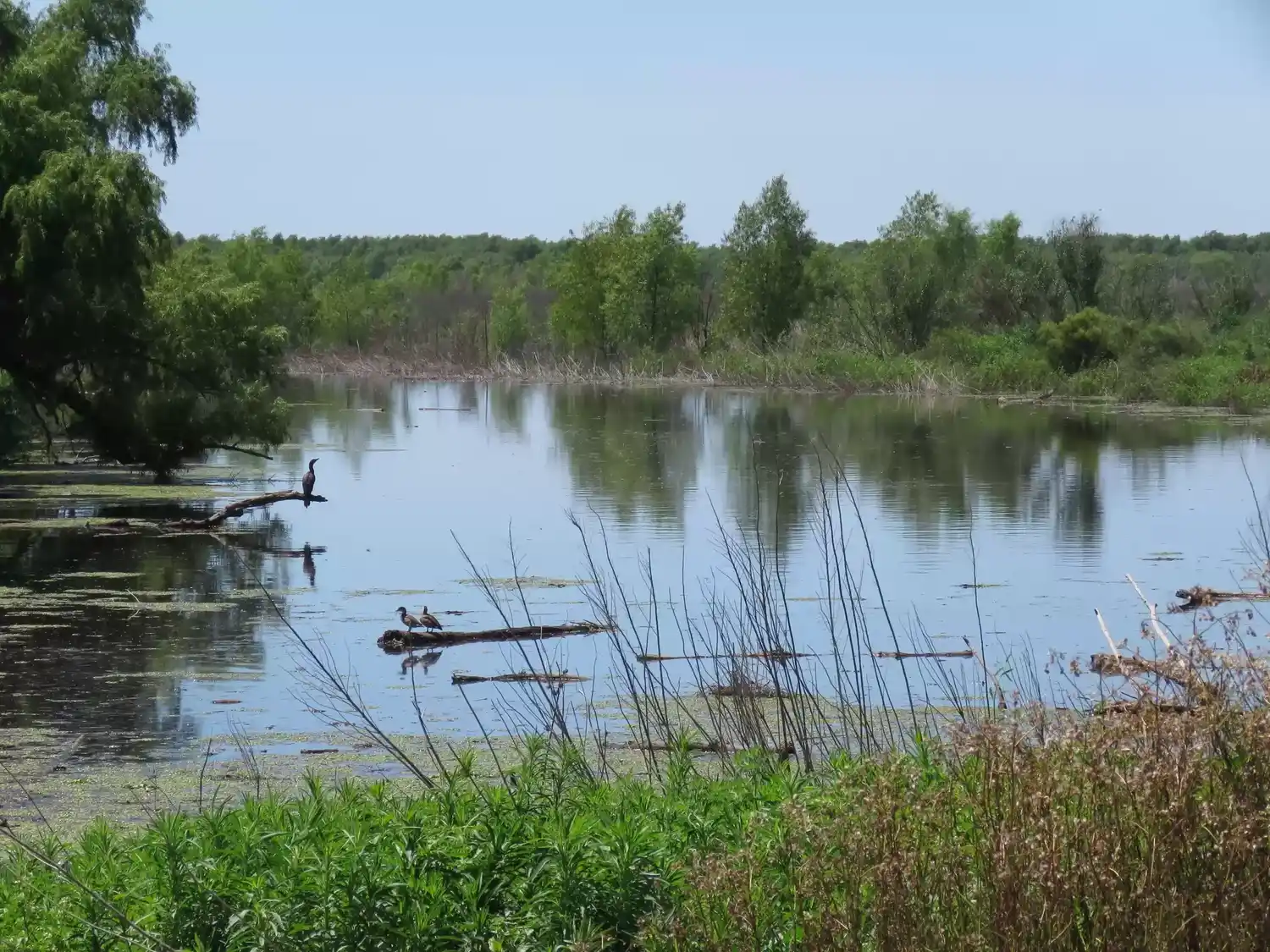 Isla de los mastiles granadero baigorria - 3