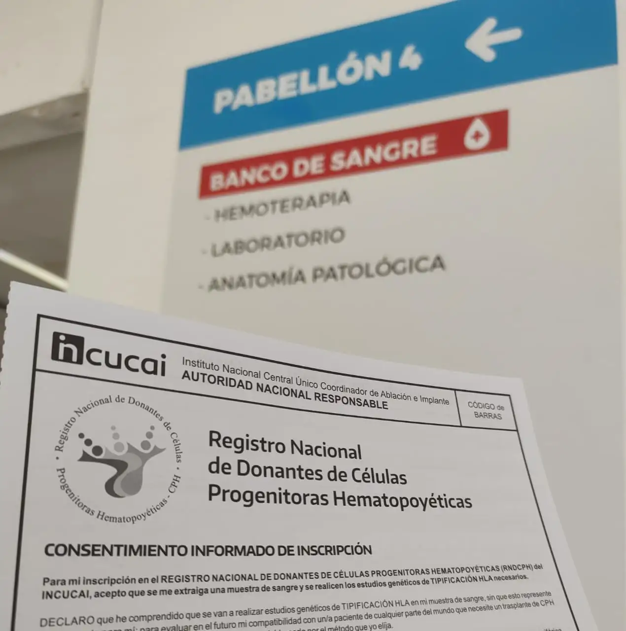 donacion médula ósea