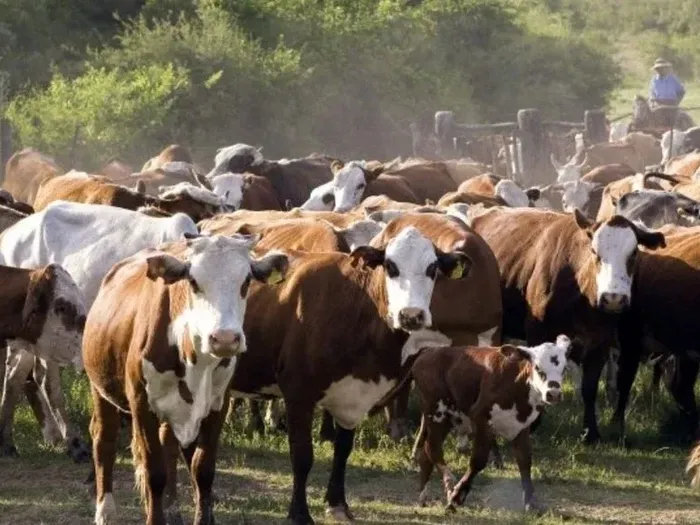 Vacas faena