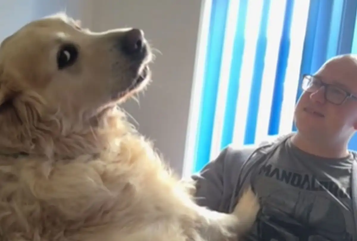 por qué mi perro me sigue a todas partes - 1