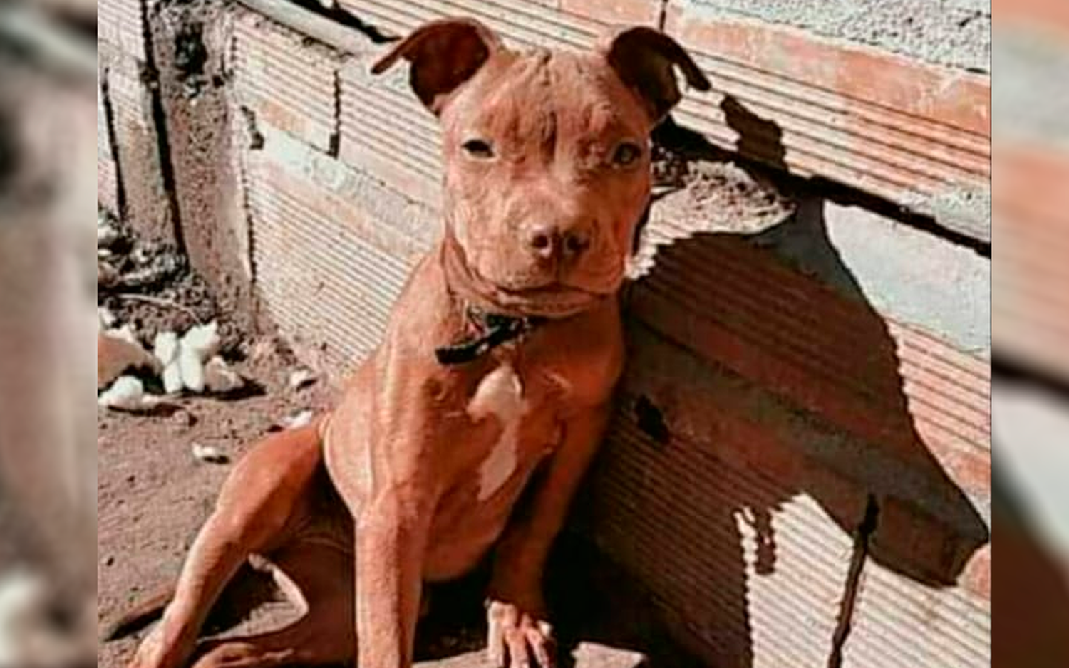 Lautaro busca a Shika