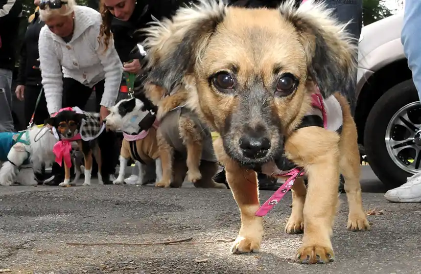 Cinco detenidos por secuestrar un perro