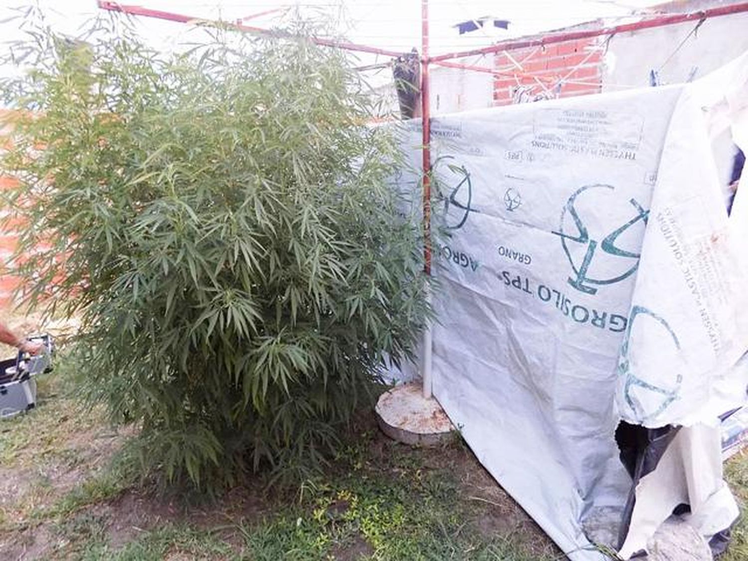 Secuestran planta de marihuana en un domicilio en Galarza