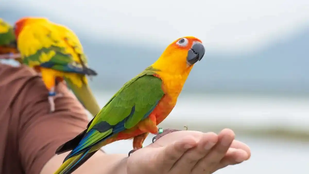 Loros